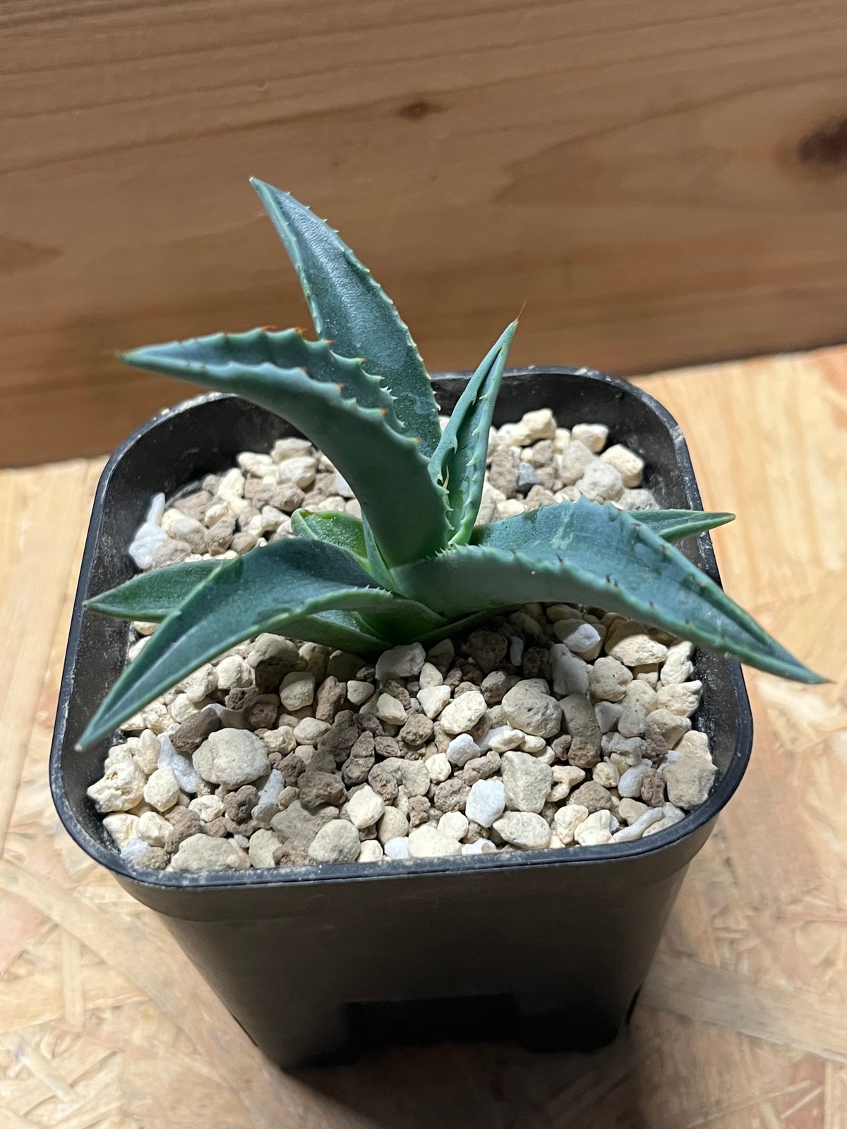 アガベ モンタナ アガベ モンタナ | GREEN LUCK