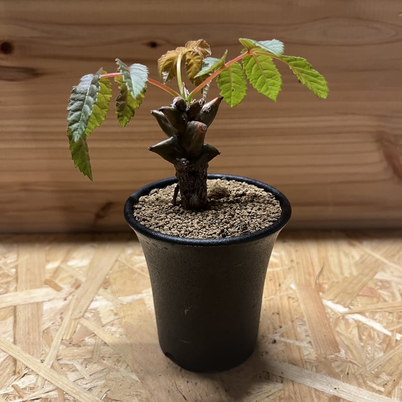 【実生】ベイセリアメキシカーナ② 実生】ベイセリアメキシカーナ②