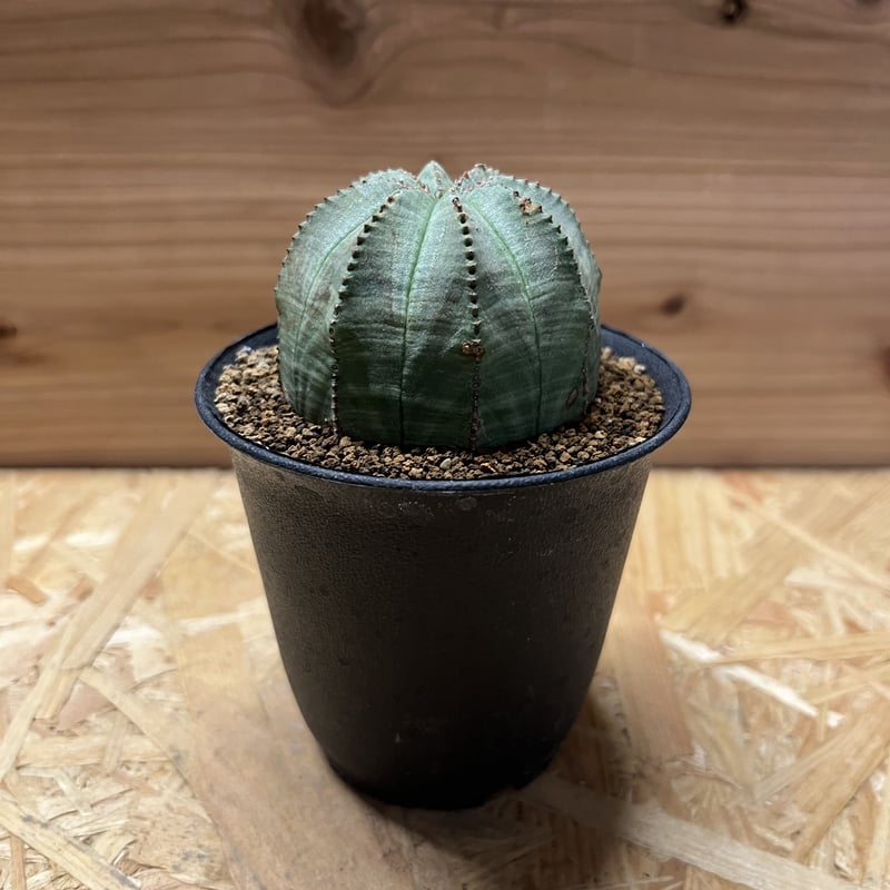 ユーフォルビア　オベサ 2024年7月入荷>ユーフォルビア オベサ | Euphorbia obesa