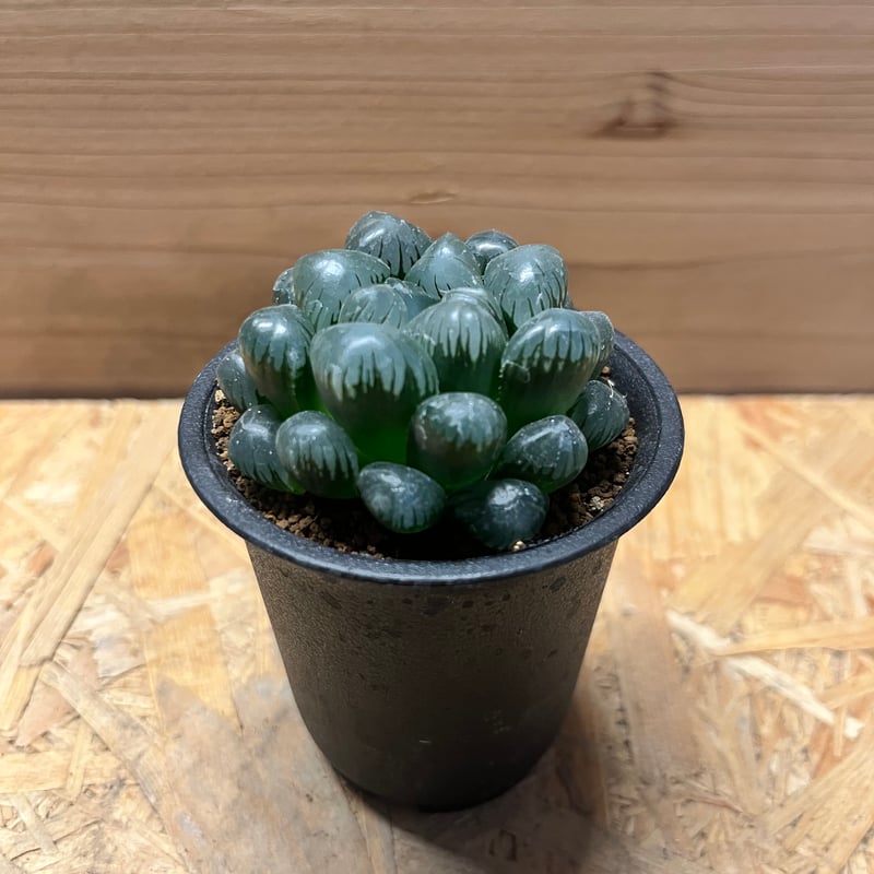 ハオルチア 紫オブツーサ | GREEN LUCK