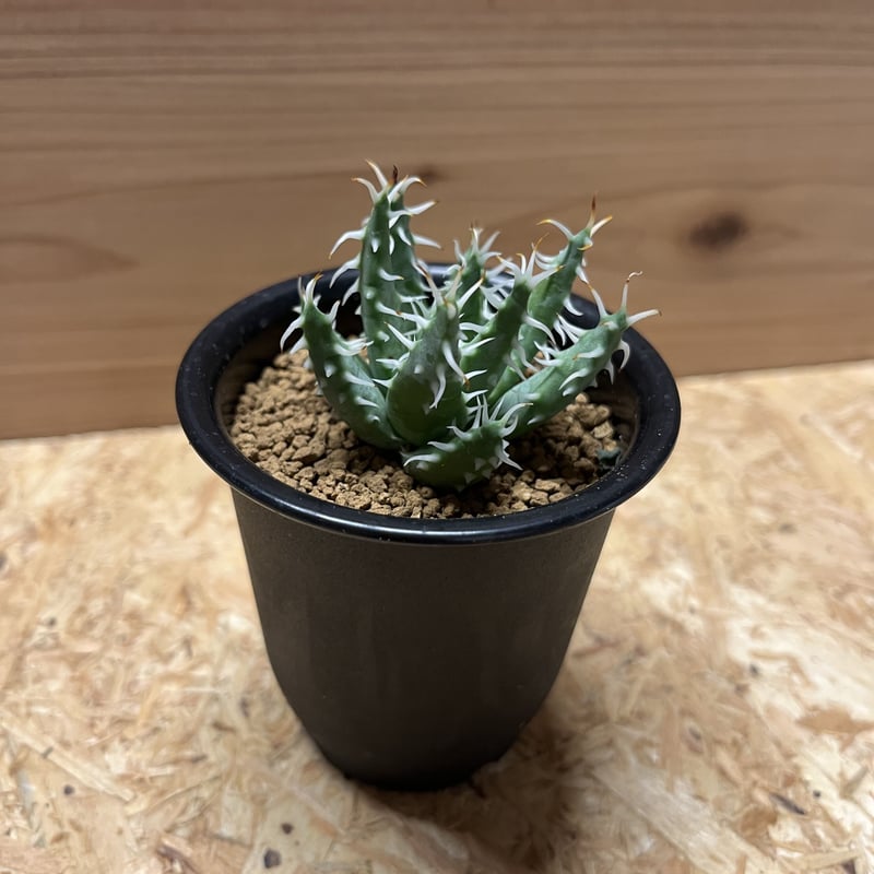 アロエ　エリナケア　メラナカンサ　幹立ち アロエ エリナケア | GREEN LUCK