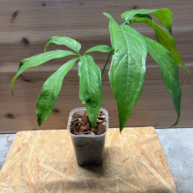 アンスリウム カリブレイリー（クラビゲナム） | GREEN LUCK