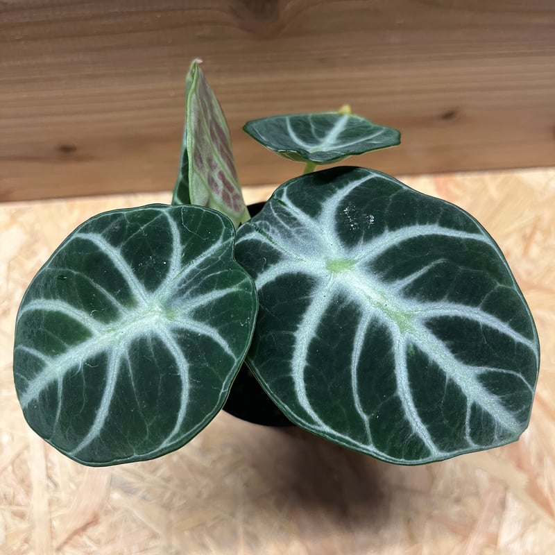 Alocasia Ninja Tricolor / アロカシア ニンジャ 斑入り Alocasia Ninja Tricolor / アロカシア ニンジャ 斑入り⑥