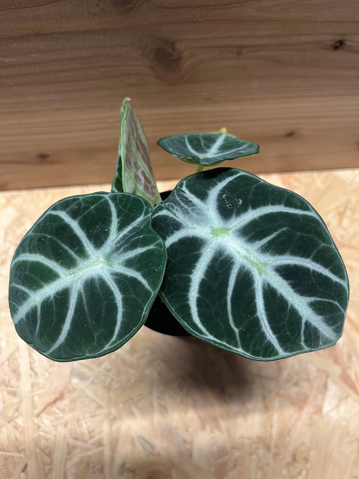 Alocasia Ninja Tricolor/ アロカシア ニンジャ 斑入り②