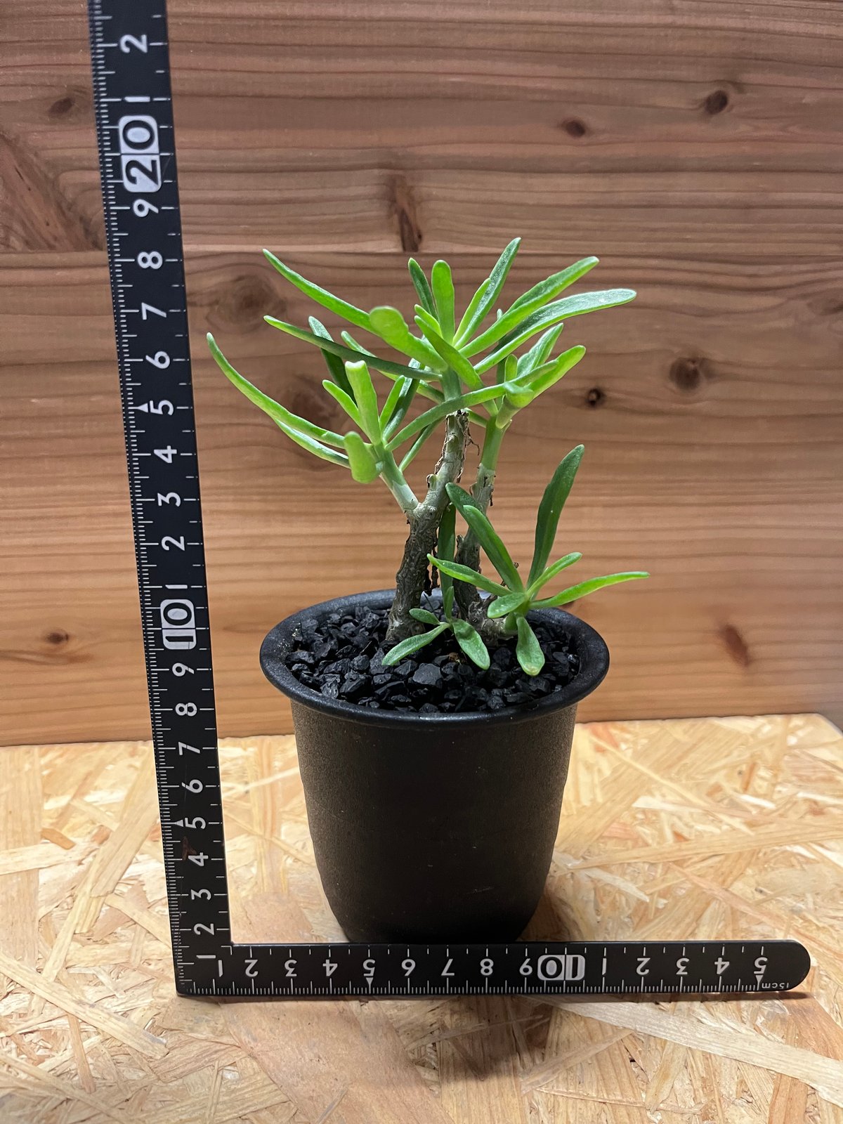 チレコドン レティキュラータス 万物想 現地球 発根済 良株 陶器鉢セット