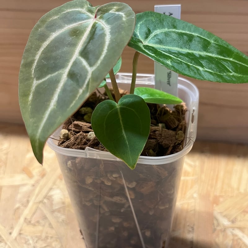 アンスリウム マグニフィカム 'シルバー'×（ミシェル×ザラF3） | GREEN