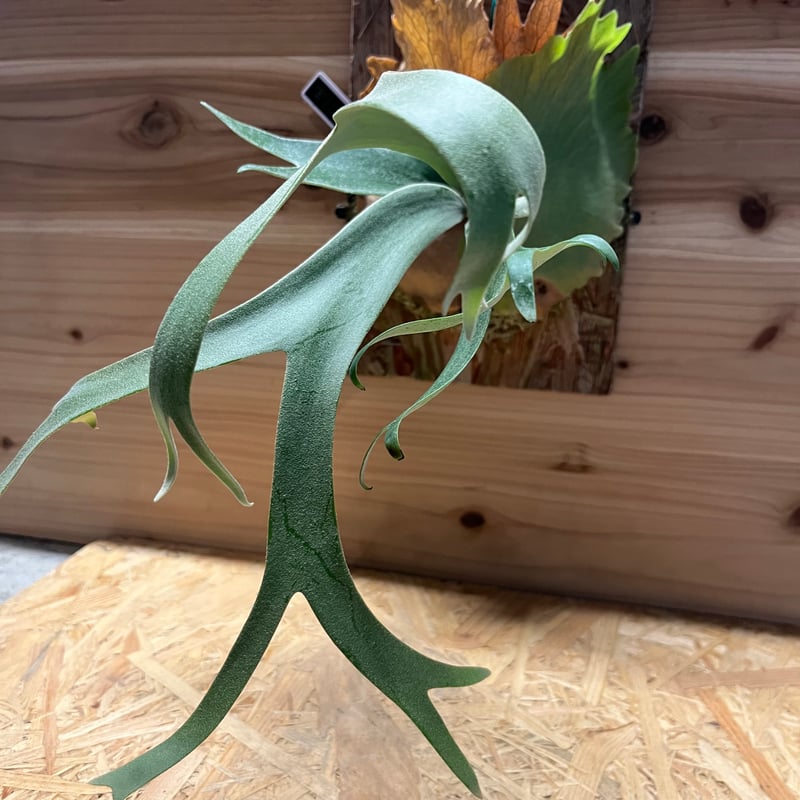 【ビカクシダ】ウィリンキー 'バリ' ビカクシダ ウィリンキーcv.バリ Platycerium willinckii cv.Bal
