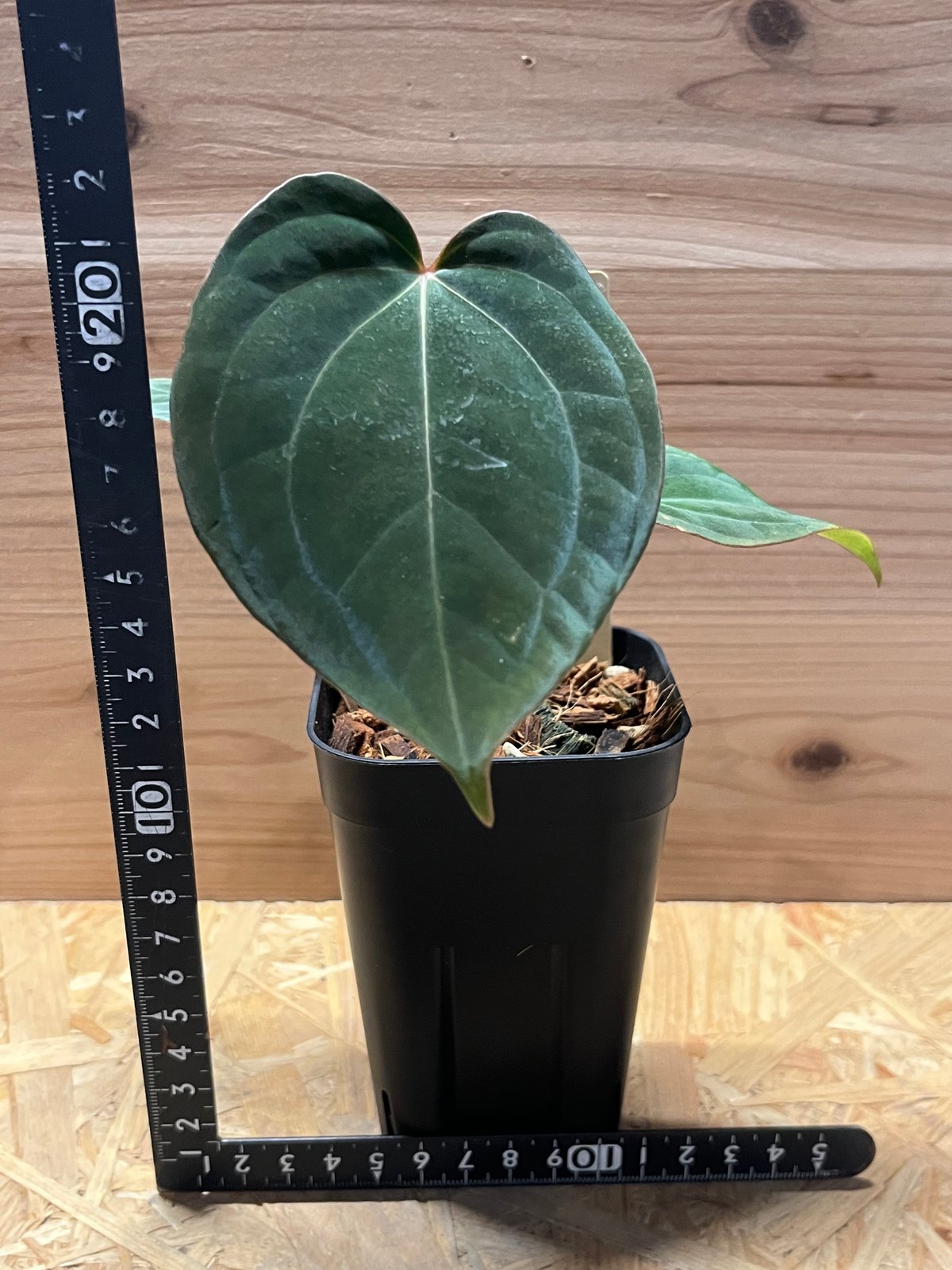 アンスリウム ドレスレリxホフマニー アンスリウム ドレスレリ x ホフマニー Anthurium dressleri - Etsy 日本