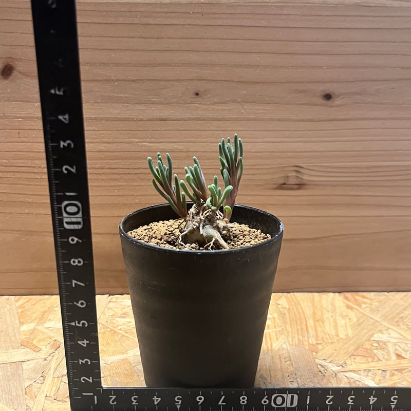 フィロボルス テヌイフロルス | GREEN LUCK