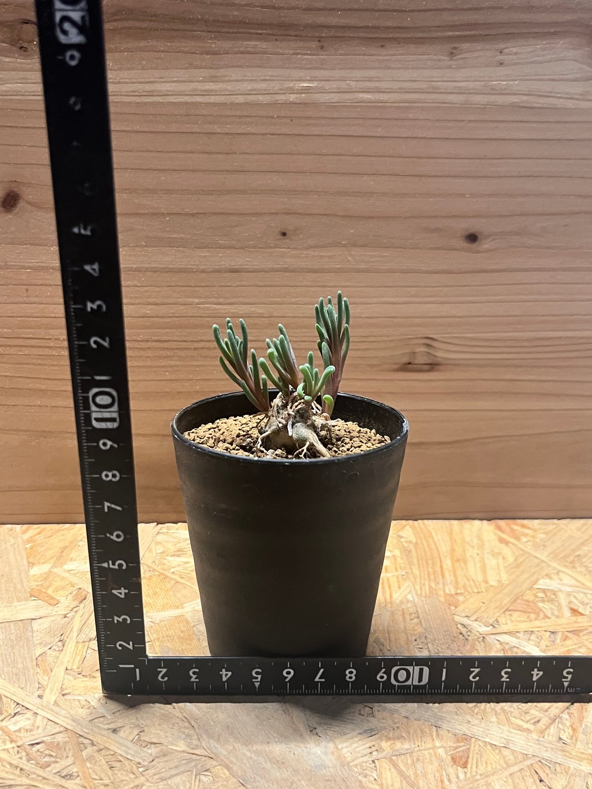 フィロボルス テヌイフロルス | GREEN LUCK