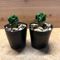 アデニウム　アラビカム　獅子葉