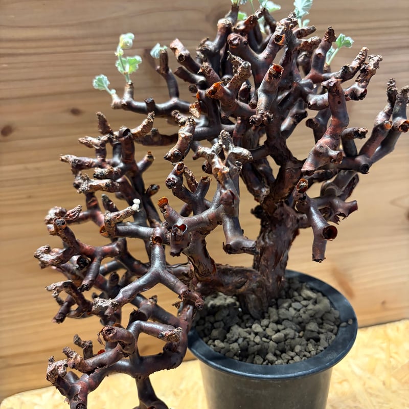 ペラルゴニウム ミラビレ（Pelargonium mirabile）コーデックス ☆特価☆コーデックス：ペラルゴニウム ミラビレ 発根済*幅9cm 現品