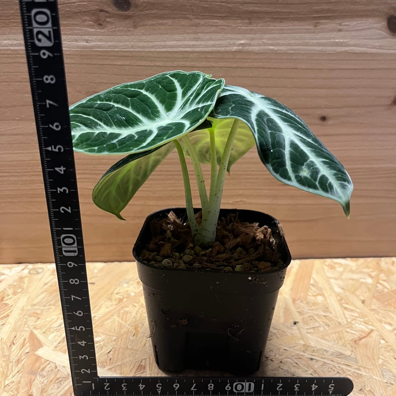 アロカシア インディカ ジャアイント アロカシア ニンジャ | GREEN LUCK