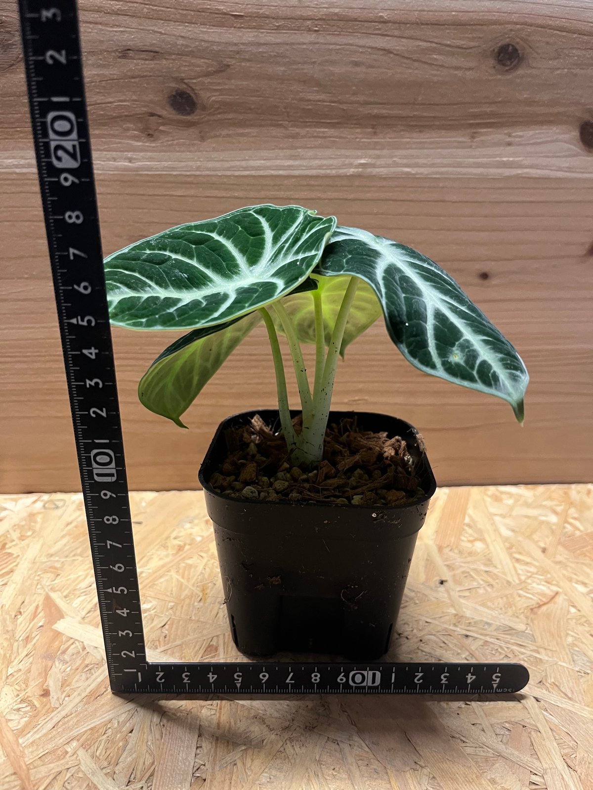 アロカシア ニンジャ | GREEN LUCK