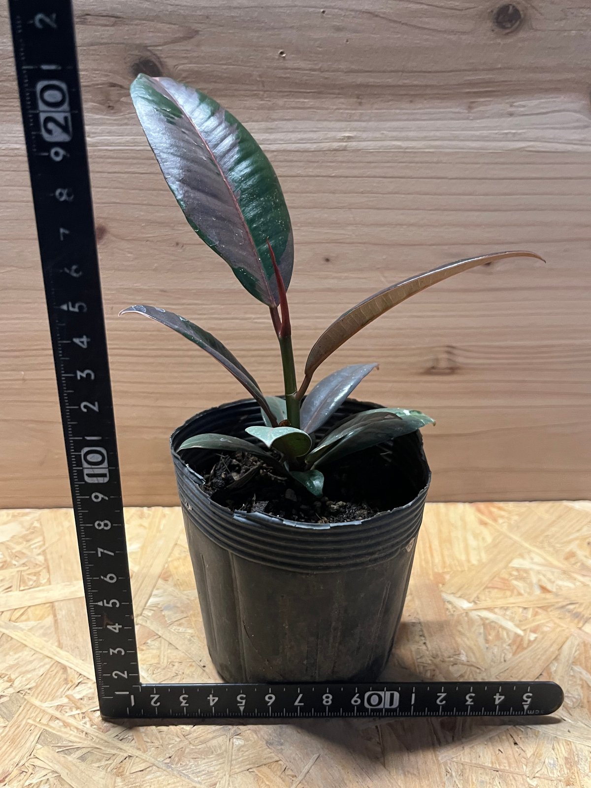 フィカス ブルールビー | GREEN LUCK