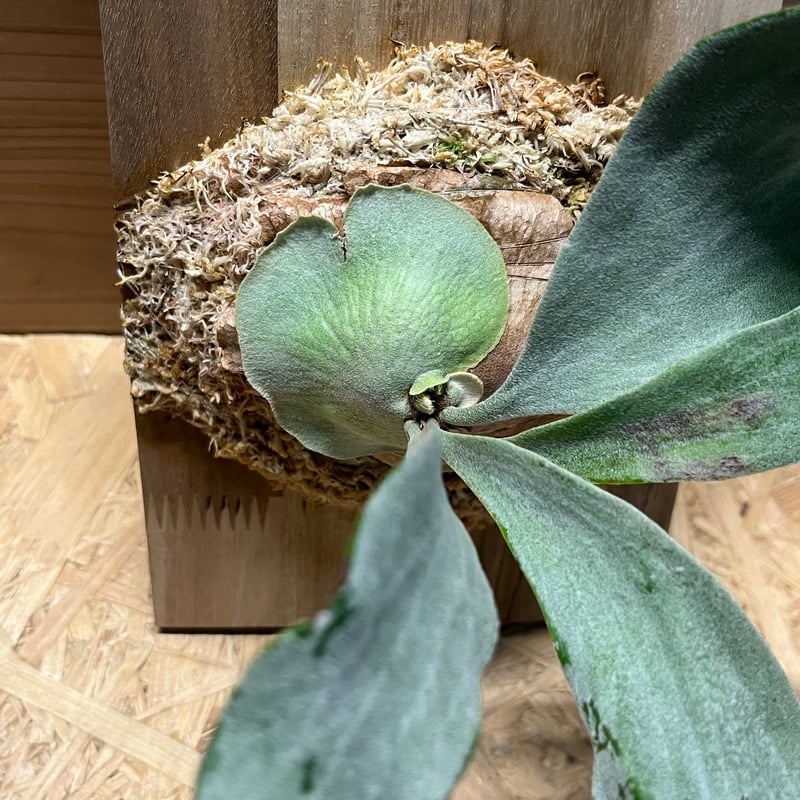 ビカクシダ sp. マジュスポ HK スポア | GREEN LUCK