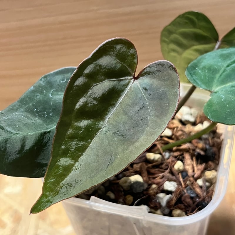 アンスリウム エース オブ スペード | GREEN LUCK