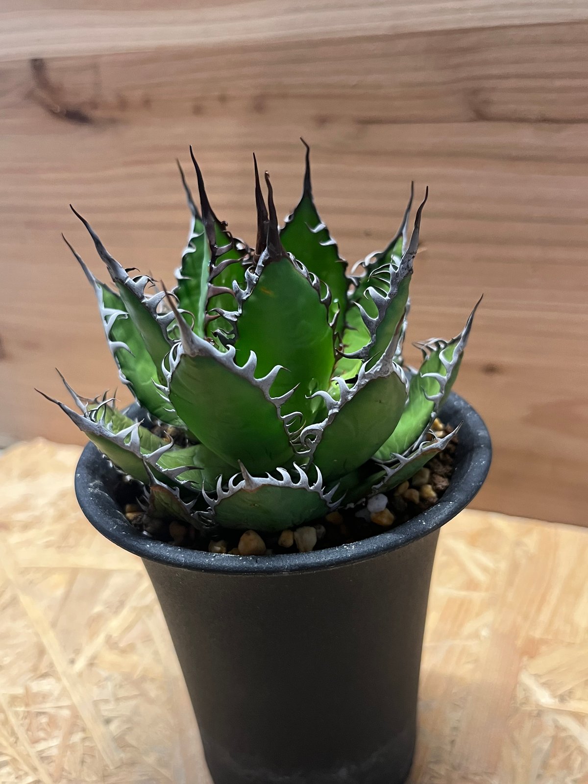 アガベ ホリダ | GREEN LUCK