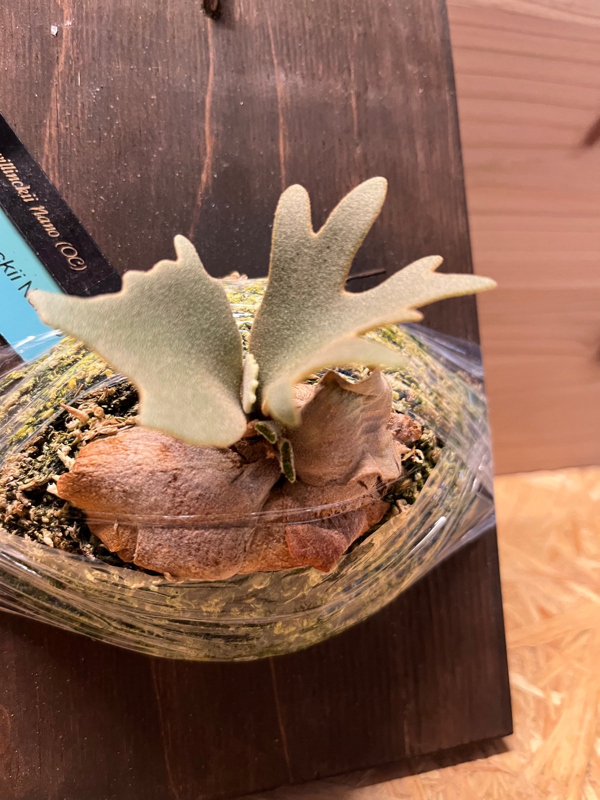 NANO ナノ ビカクシダ オリジナル willinckii imgrc0142200327.jpg