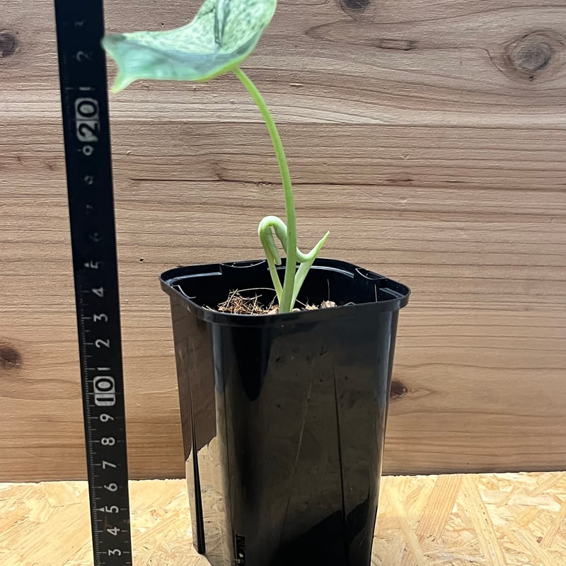 アロカシア ドラゴンスケール ミント | GREEN LUCK