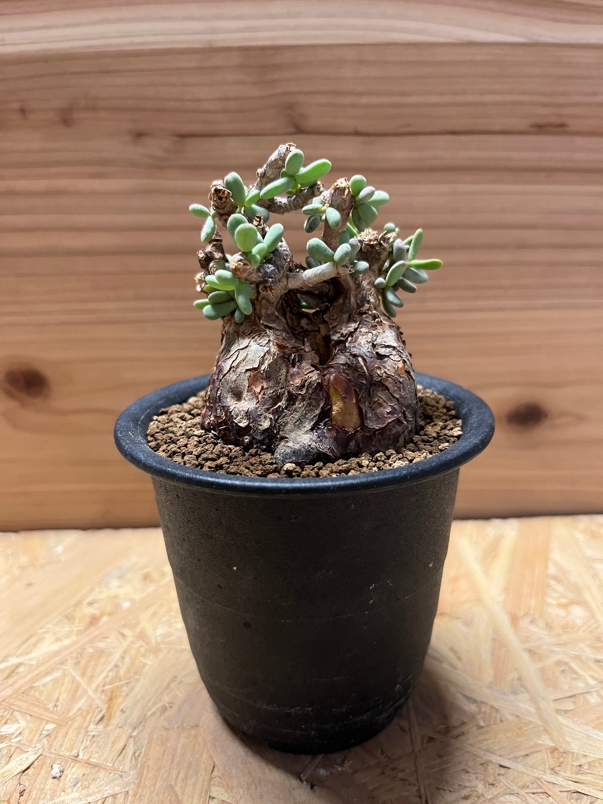 買*介様 ケラリアピグマエア fit=scale-down,w=1200