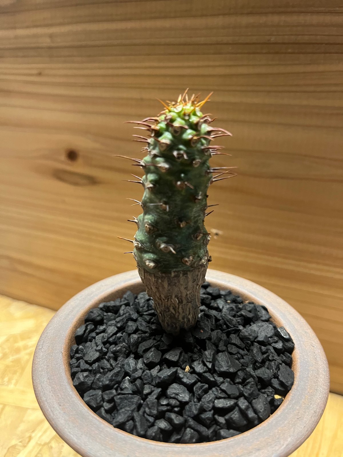 鉢付き　ユーフォルビア　パキポディオイデス ユーフォルビア パキポディオイデス×伝市鉢 | GREEN LUCK