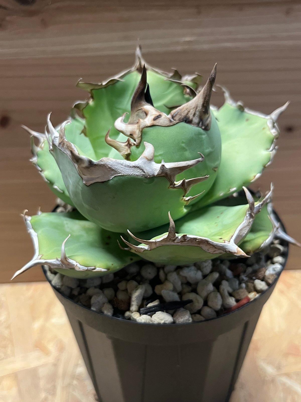 アガベ チタノタ 阿修羅 | GREEN LUCK