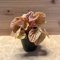 ディオーン　エデュレ ディオーン エデュレ | GREEN LUCK