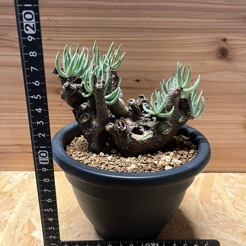 チレコドン　ペアルソニー　鉢ごと チレコドン・ペアルソニー | 多肉植物・特別な鉢の販売