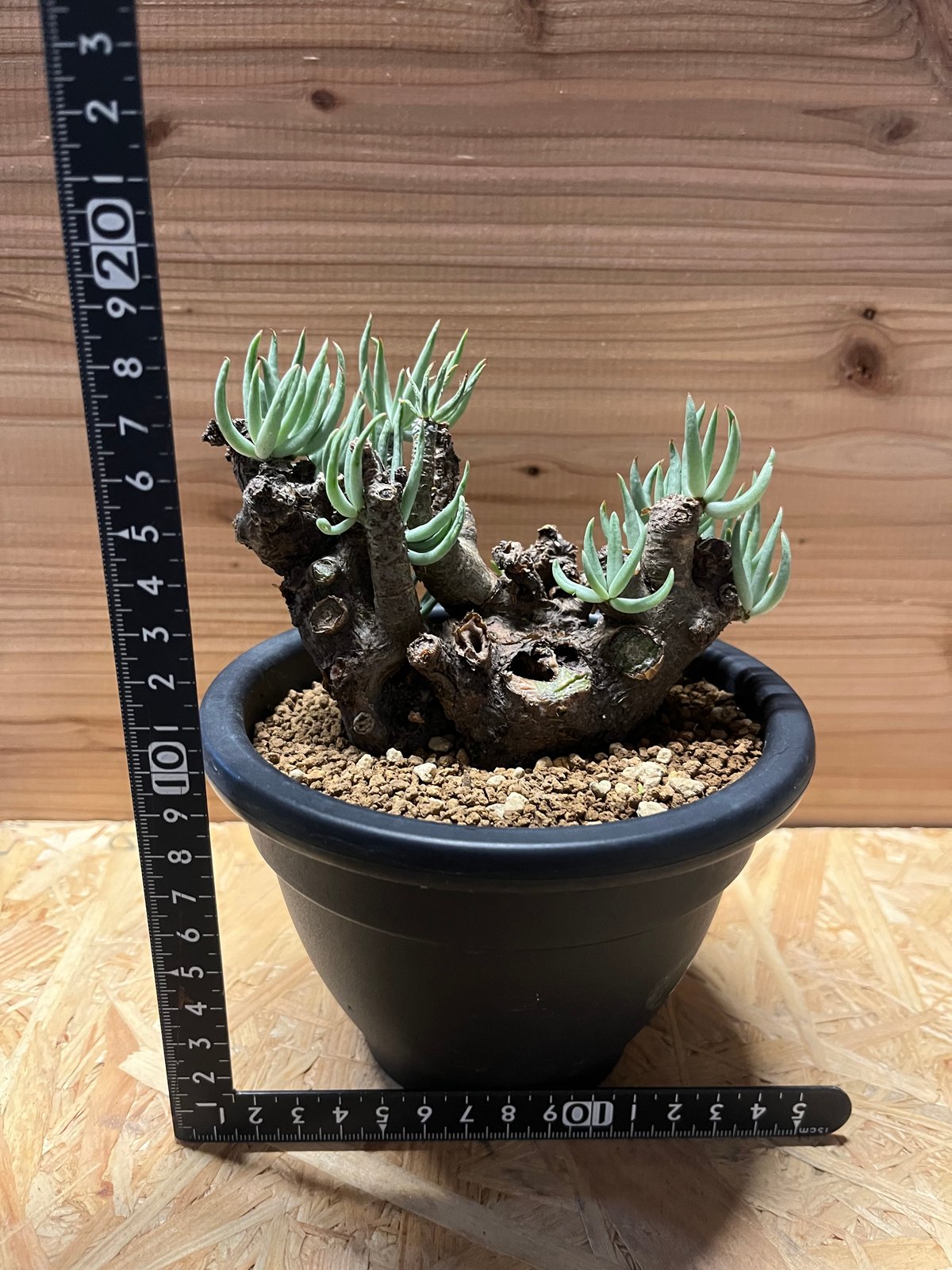 チレコドン　ペアルソニー④ 現地球　発根済み　鉢ごと発送　白象 塊根植物 チレコドン ペアルソニー 