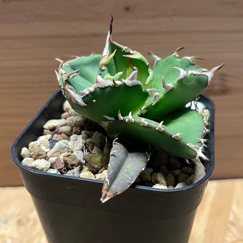 アガベ チタノタ 金鯨 | GREEN LUCK