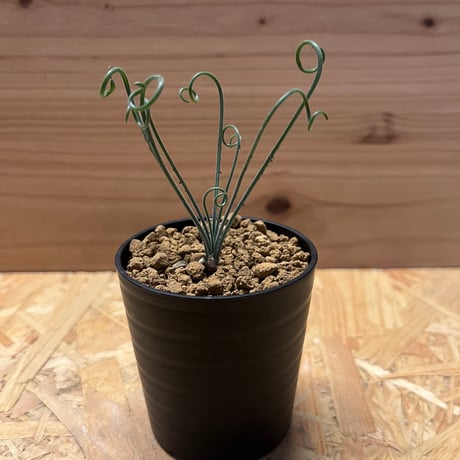 ゲチリス ナマクエンシス ケープバルブGethyllis namaquensis ゲチリス ナマクエンシス ケープバルブGethyllis namaquensis - メルカリ