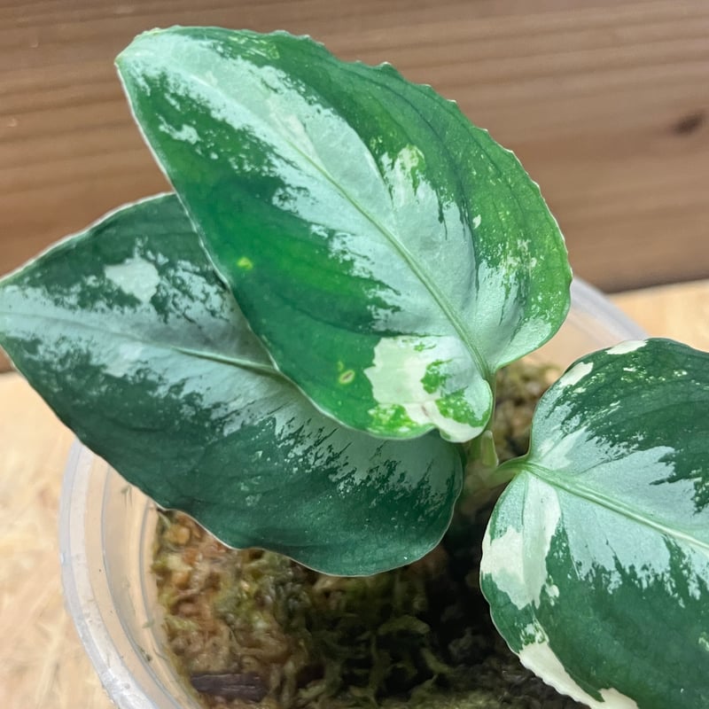 アグラオネマ ピクタム 斑入り | GREEN LUCK