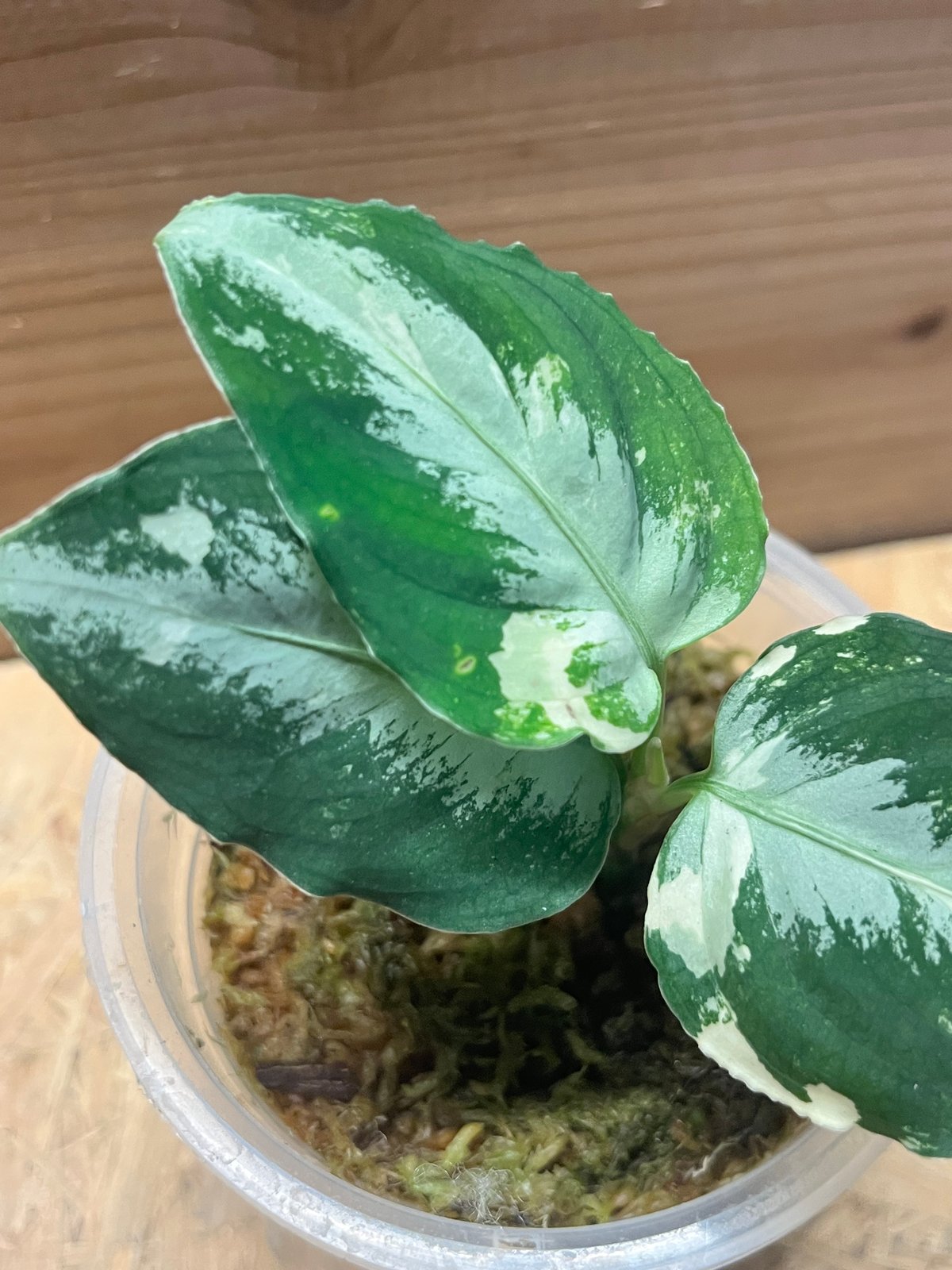 アグラオネマ ピクタム 斑入り アグラオネマ ピクタム 斑入り | GREEN LUCK