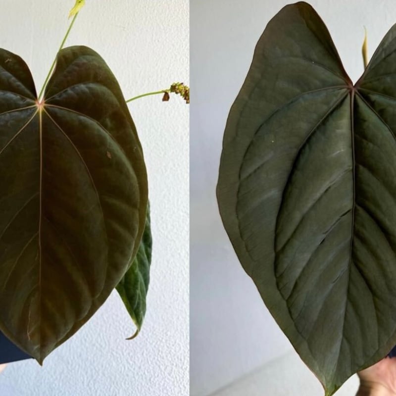 アンスリウム アントラキー×ドレスレリ | GREEN LUCK