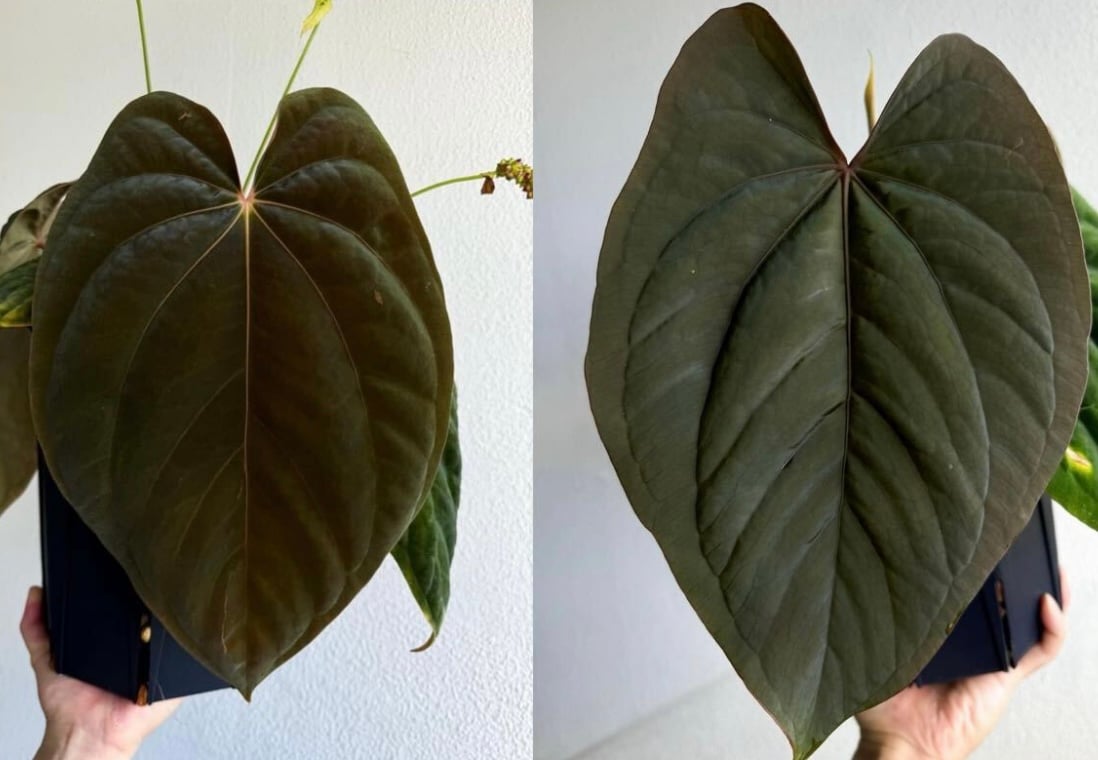 アンスリウム アントラキー×ドレスレリ | GREEN LUCK