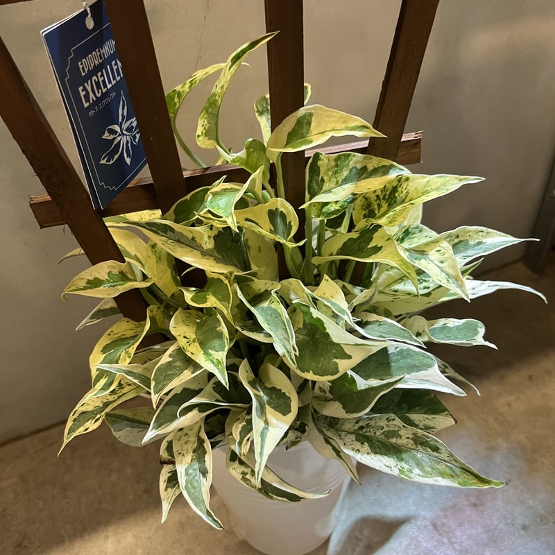 ポトスエクセレント 観葉植物 ポトス excellent 【公式通販】