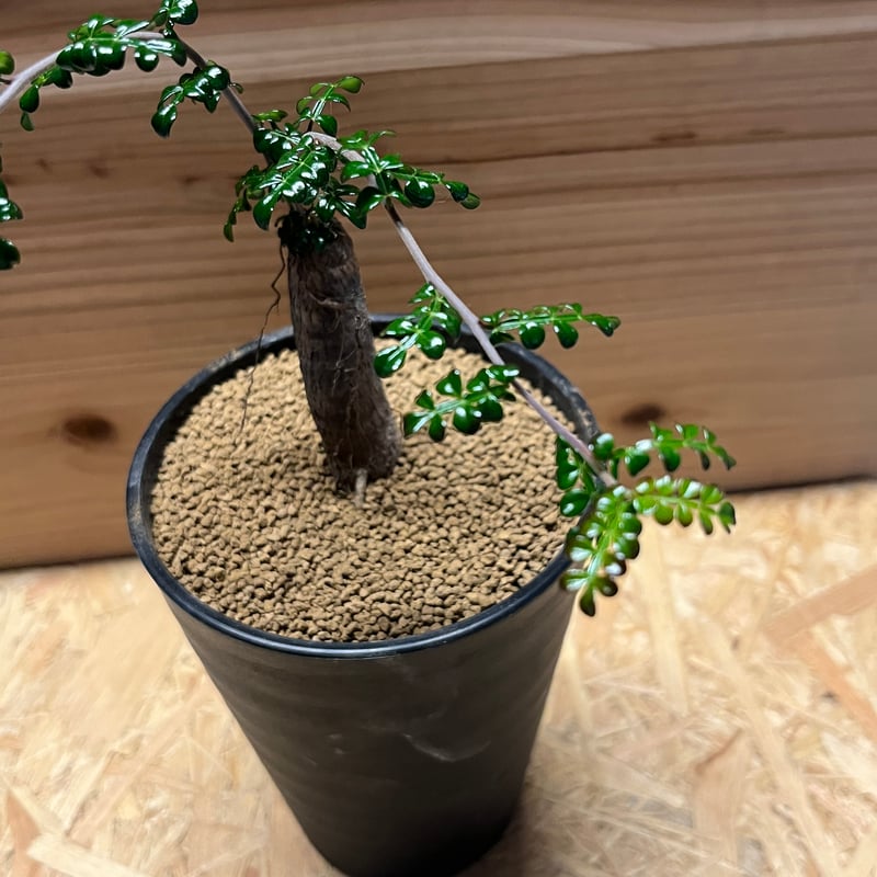 オペルクリカア　デカリー　大株　約130cm オペルクリカリア：デカリー 4.5号鉢植え25-02 の通販 | 園芸ネット