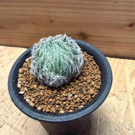 ハオルチア　オデッタエ