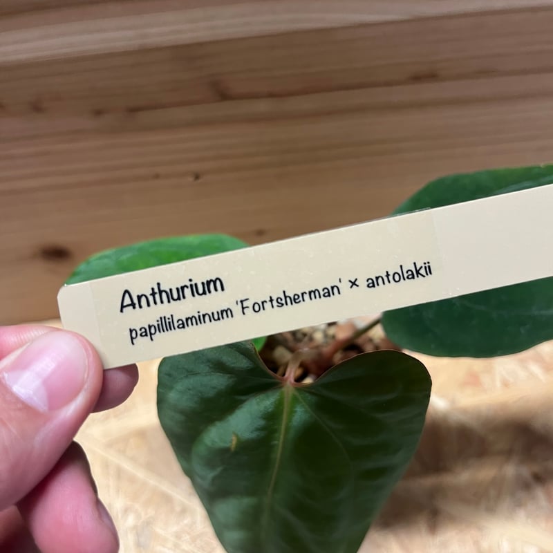 アンスリウム パピリラミナム【Fortsherman】×アントラキー | GREEN LUCK