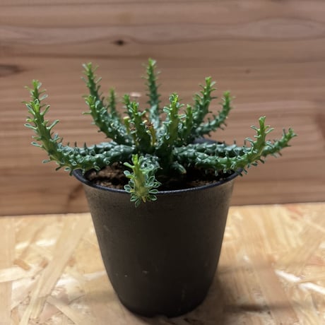 ユーフォルビア　ゴルゴニス　発根済み ユーフォルビア ゴルゴニス 金輪際 実生 Euphorbia gorgonis