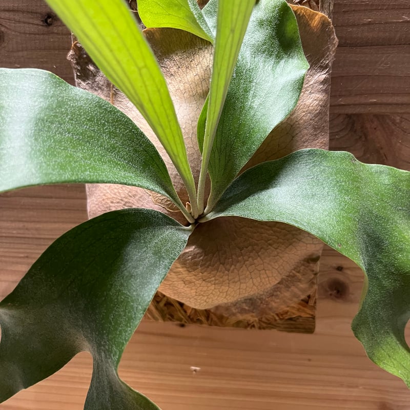 ビカクシダ ヒリー NGASAI 中株〜大株 ザ・ファームセレクト]ビカクシダ（コウモリラン）：ヒリー＃07