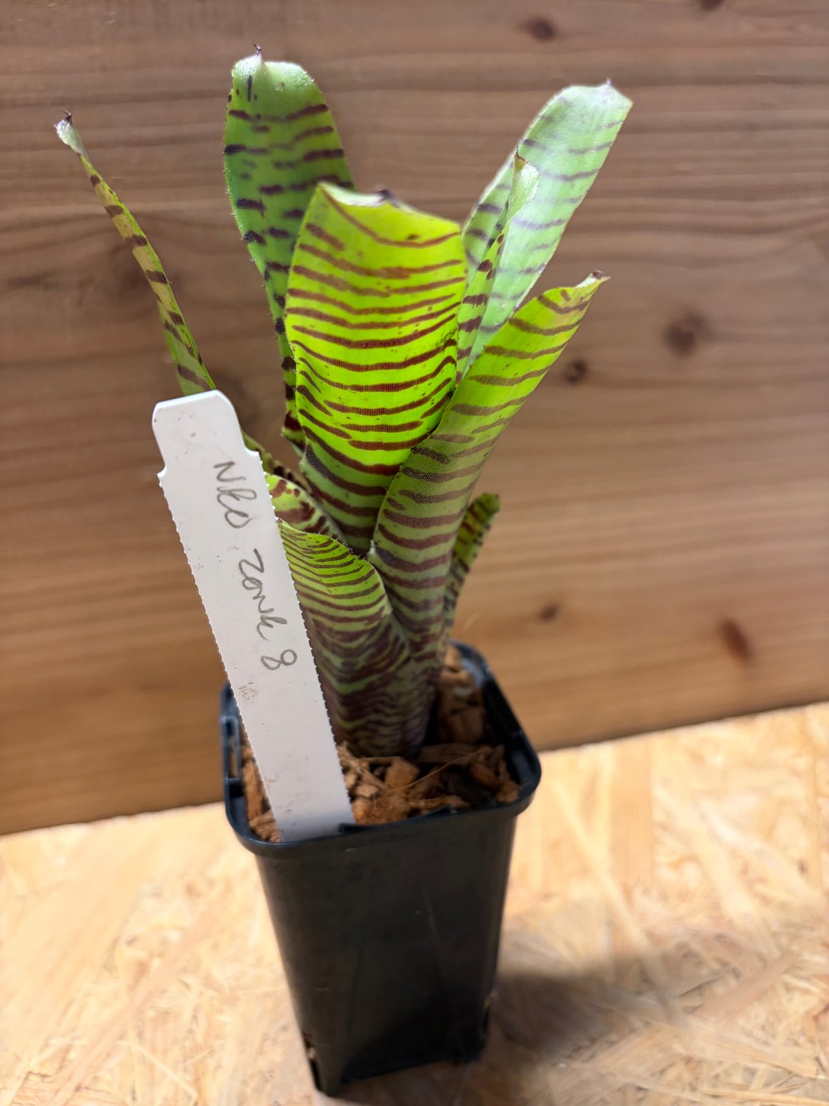 ネオレゲリア 'ゾーン8' | GREEN LUCK