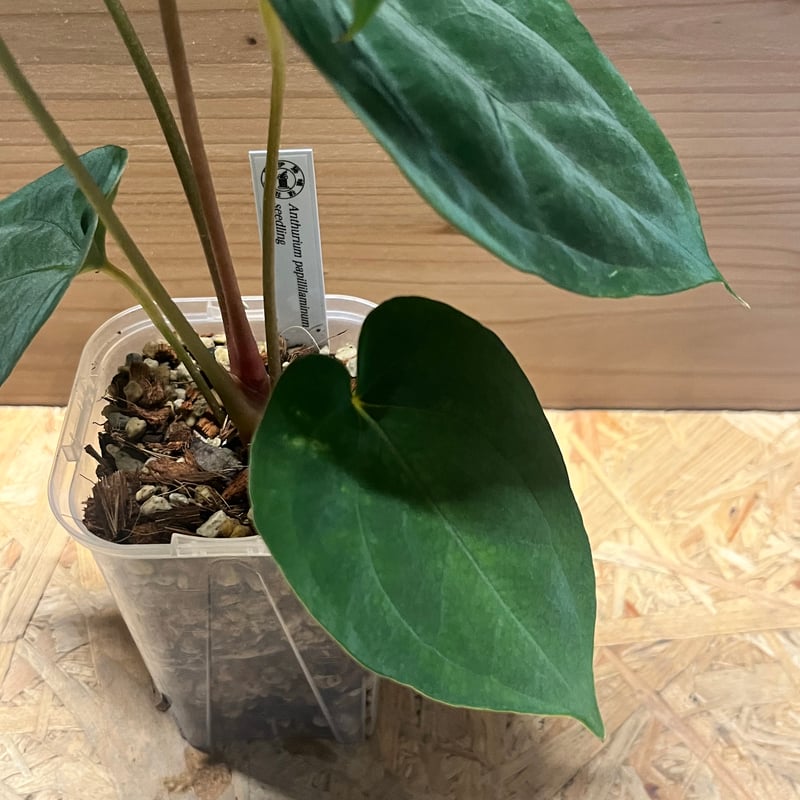 アンスリウム パピリラミナム シーディング | GREEN LUCK