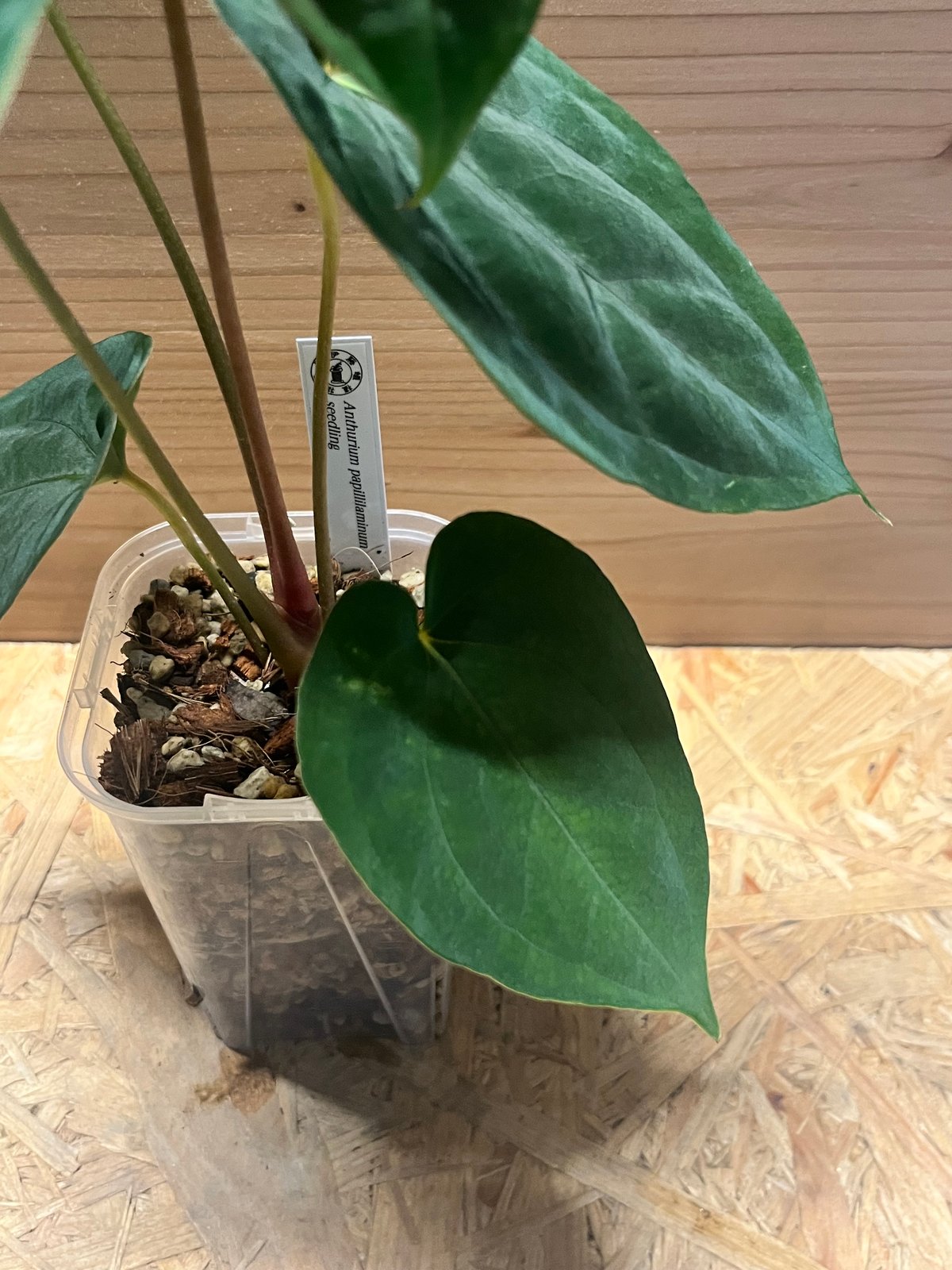 アンスリウム パピリラミナム シーディング | GREEN LUCK