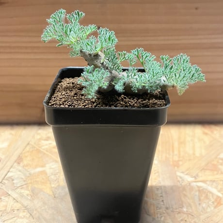 モンソニアムルチフィダ | STORES