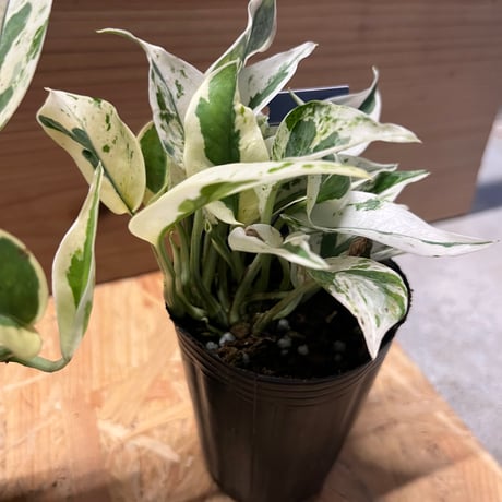ポトス　エクセレント