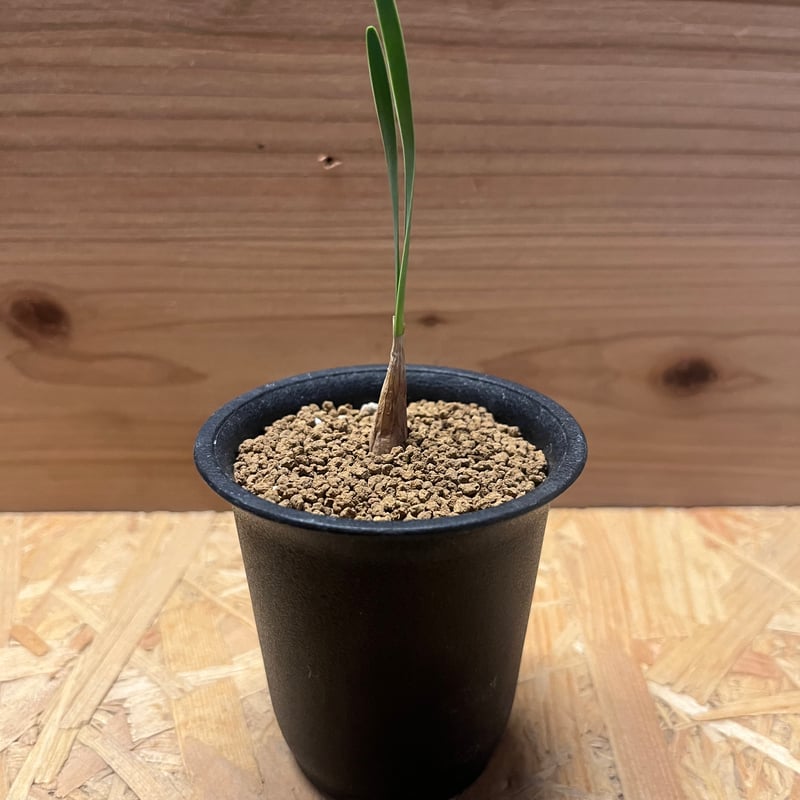 ブーファン　ハエマンソイデス　実生　A Boophane haemanthoides / ブーファン ハエマンソイデス 【発根