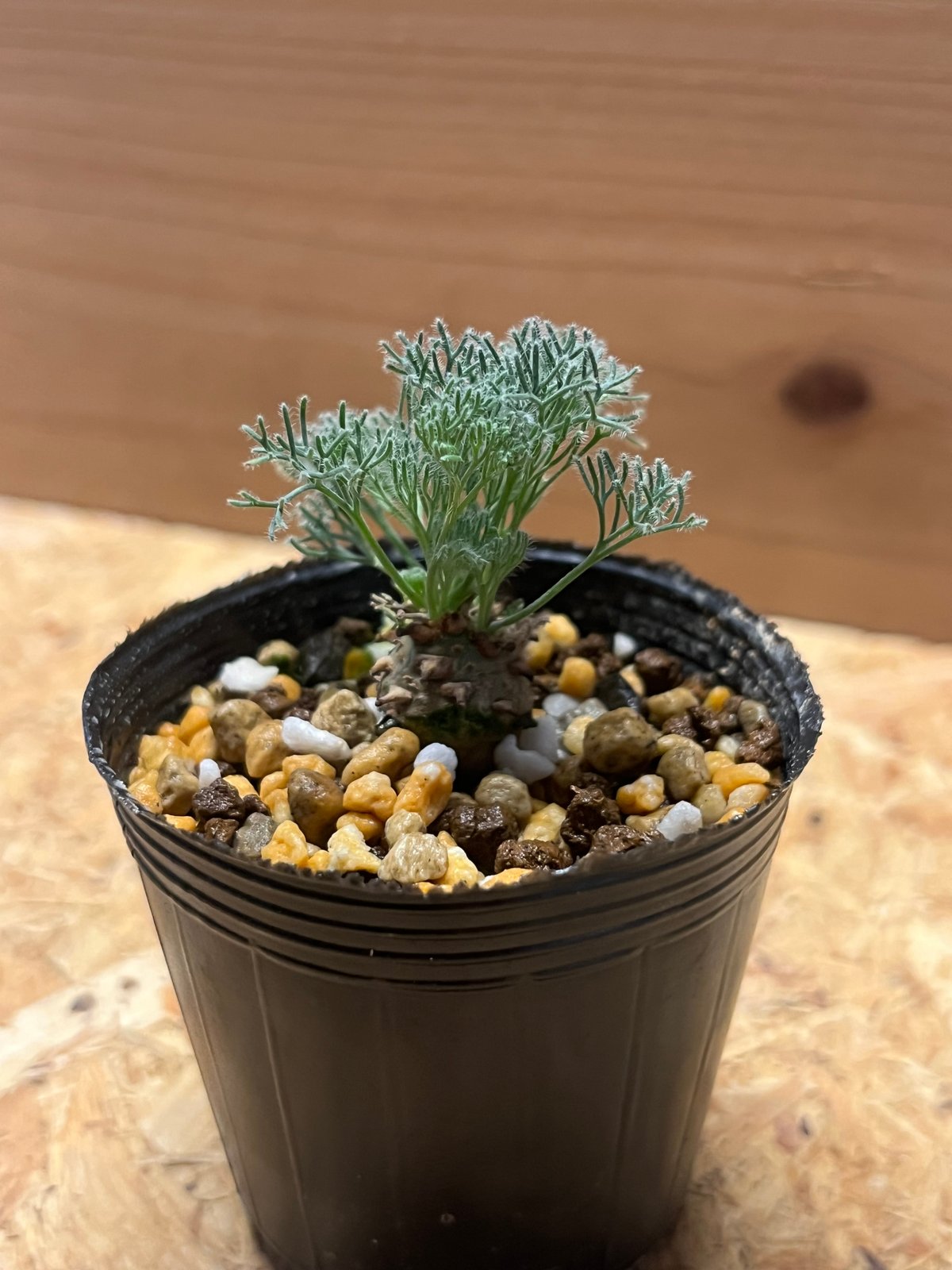 【期間限定】サルコカウロン ペニクリナム   モンソニアペニクリナム【種子2粒】 モンソニア ペニクリナ(サルコカウロン ペニクリナム) 実生 満開