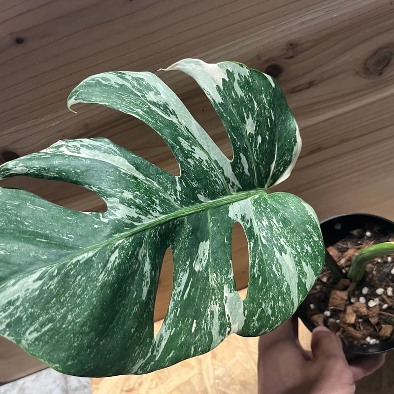 斑入りモンステラ ボルシギアナ バリエガータ | GREEN LUCK